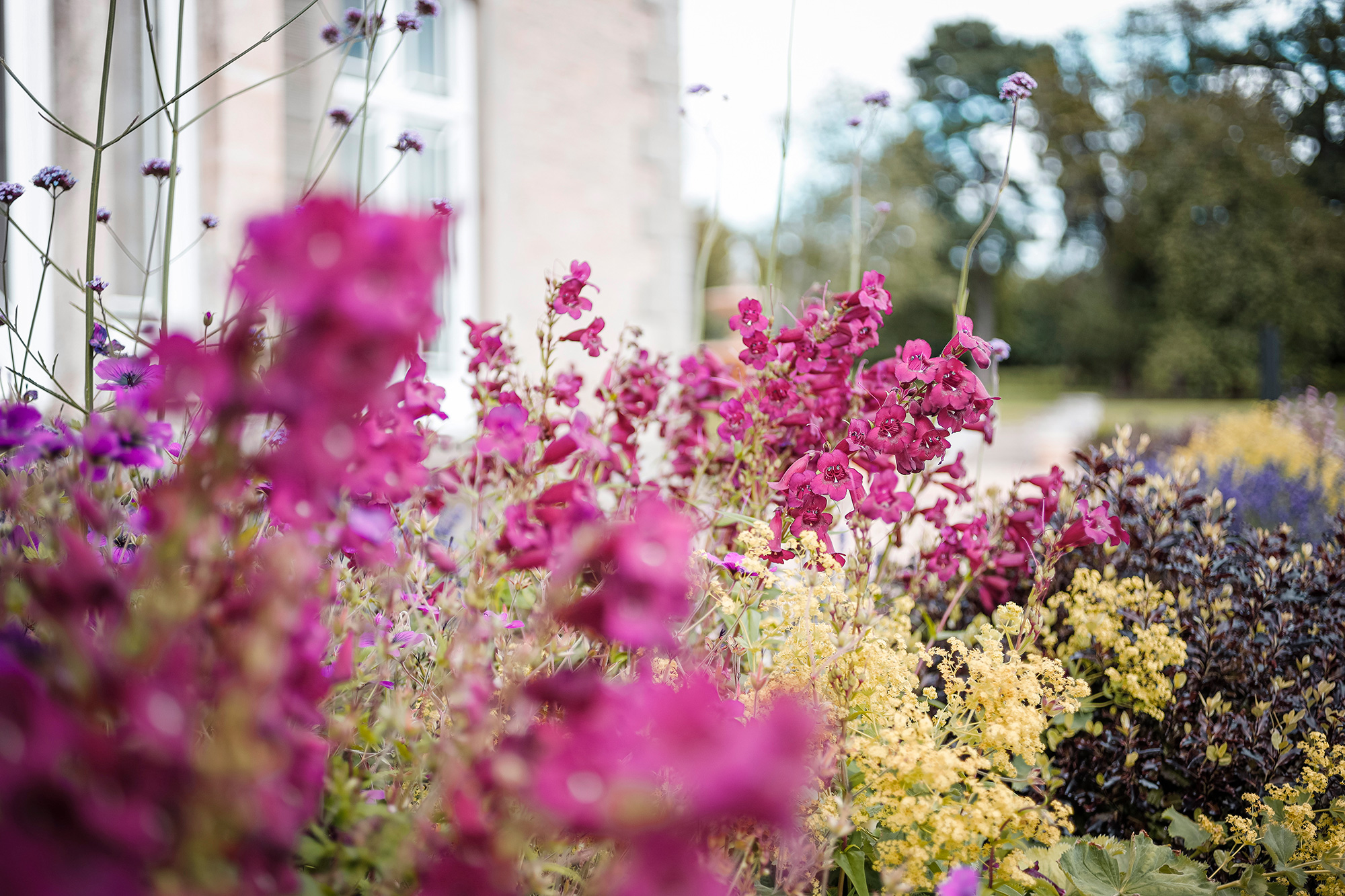 A close-up of flowers in the grounds of St Tewdrics